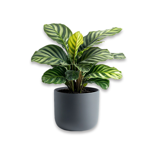 그림자의 잘못된 예