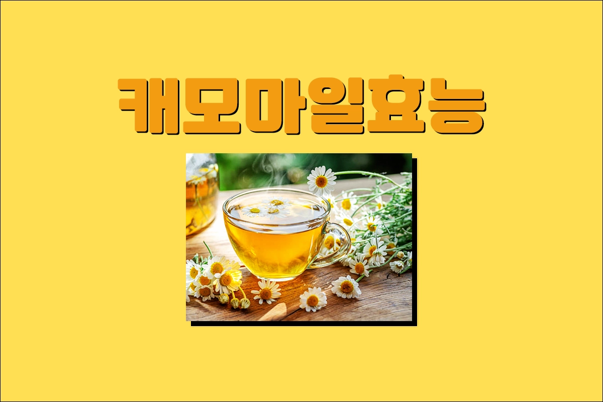 캐모마일 효능 사용방법 부작용 체질