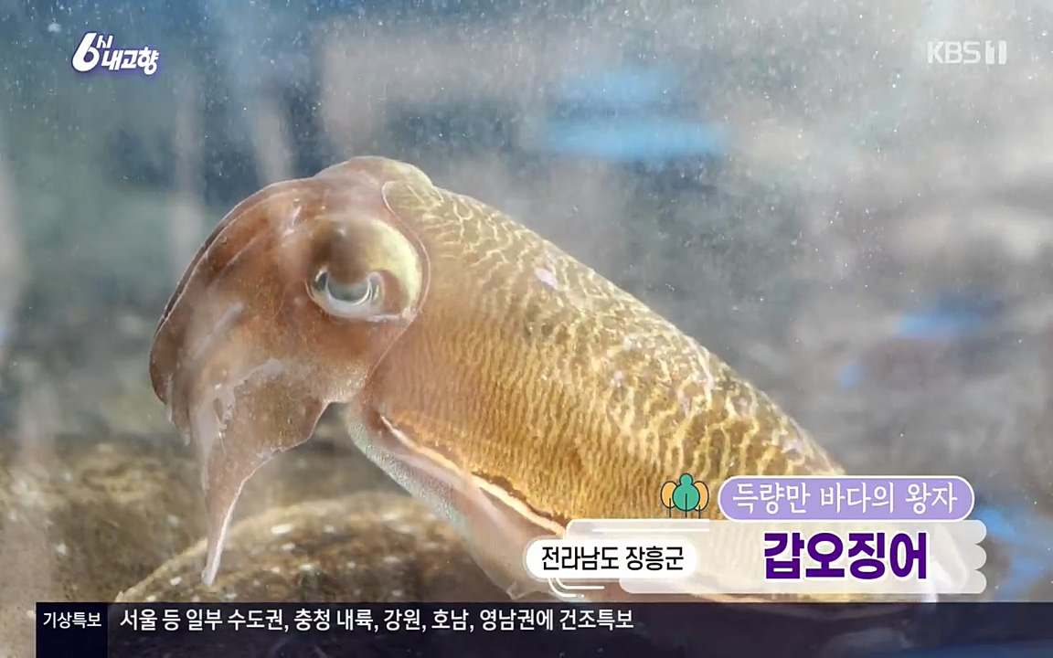 6시 내고향.E7523.220421p-NEXT.mp4_20220507_174602.115.jpg