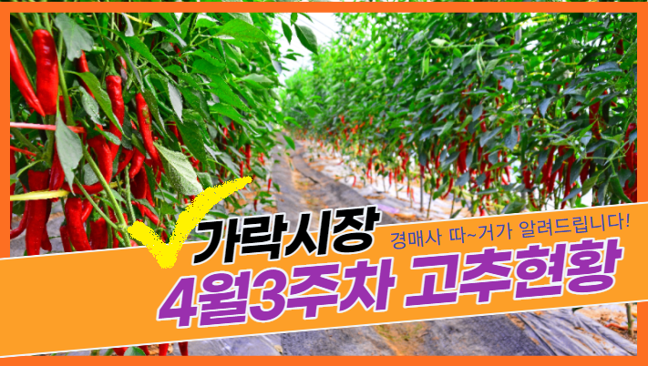  경매사 따거가 알려드리는 가락시장 고추 경매이야기(4월3주차)