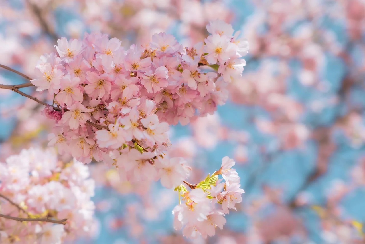 🌸2025 5월달력 무료 출력 &amp; 직접 만드는 법까지! 가정의달 알차게 보내는 꿀팁 총정리