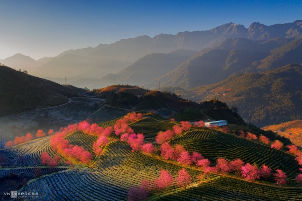 한국 주변 나라들 벚꽃 해외 여행지 추천 및 2024년 벚꽃 개화시기 정리 - 사파 벚꽃