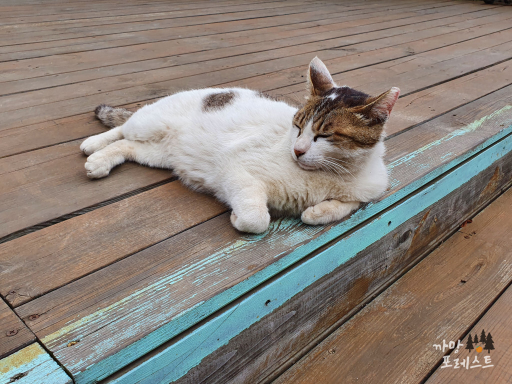 제주 고로 고양이