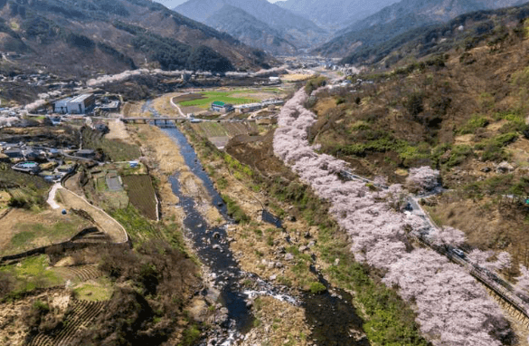 화개장터 벚꽃축제