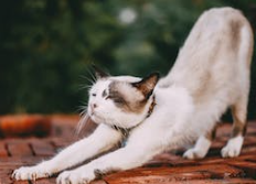 고양이 스트레칭