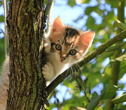 고양이