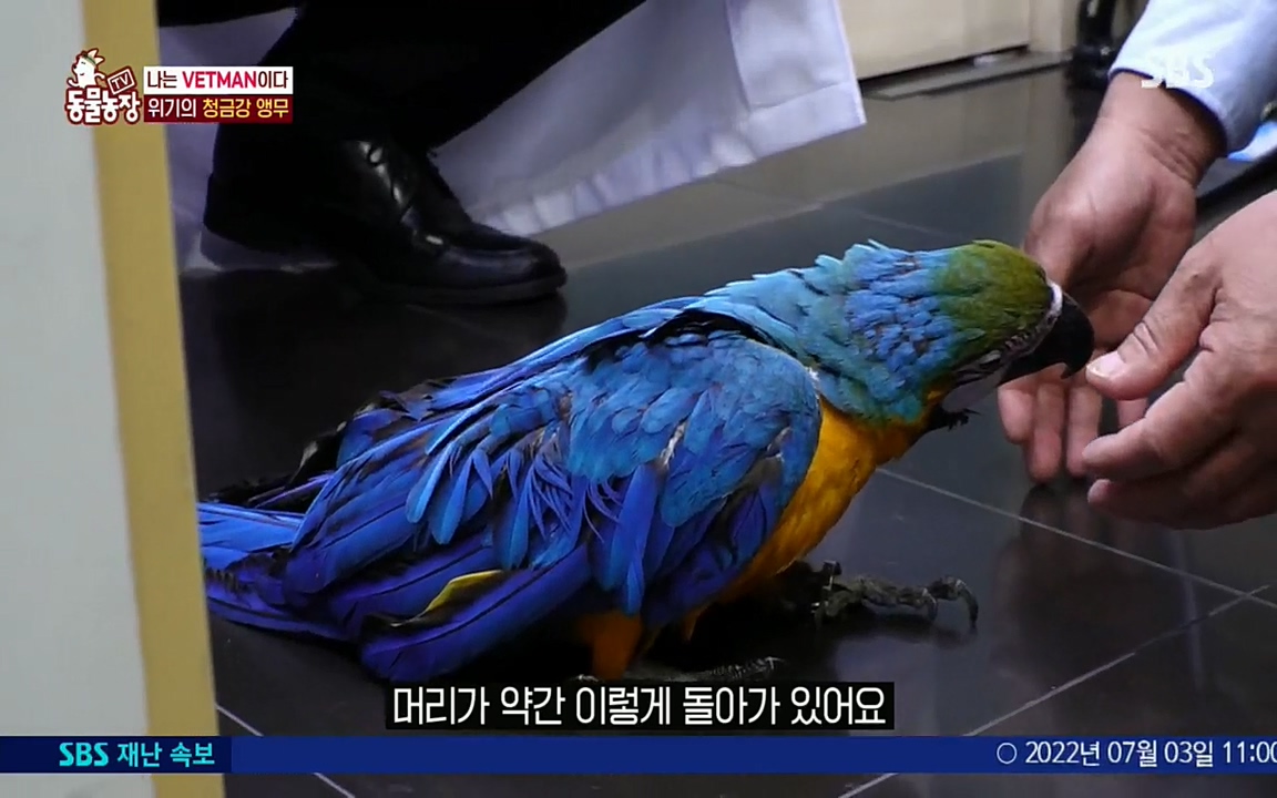 TV 동물농장.E1076.220704p.H264-F1RST.mp4_20220703_175600.416.jpg