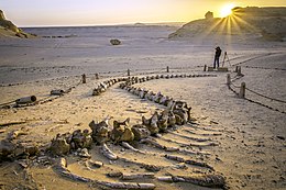 와디 알 히탄 고래 계곡 역사 관광 지질학 화석