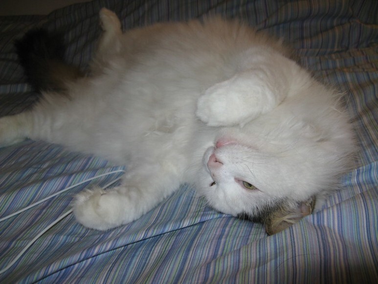하얀 고양이 품종 터키시앙고라 포토 기본정보(터키쉬앙고라 총정리)