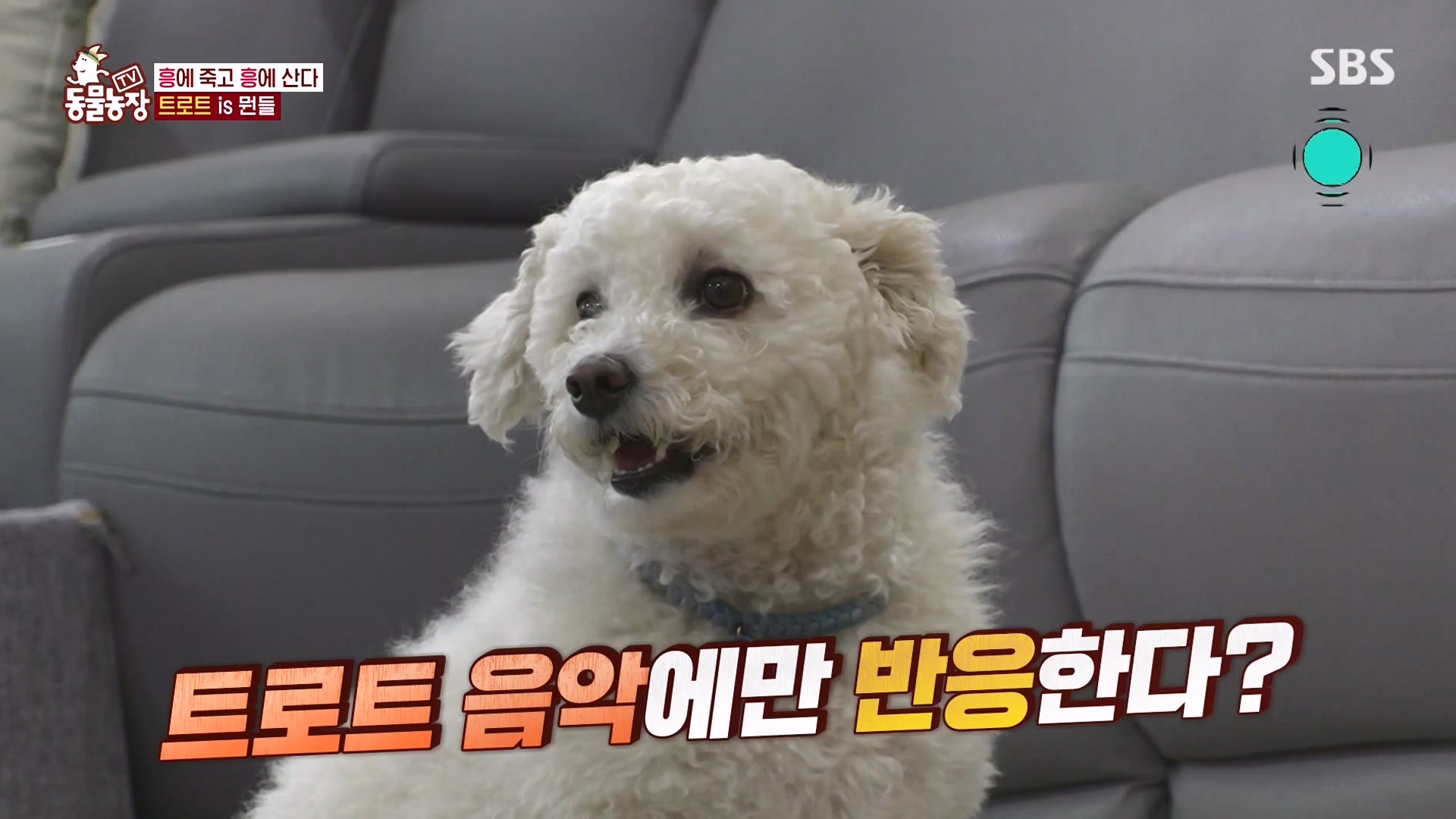 TV 동물농장.E1166.240407p-NEXT.mp4_20240407_164501.428.jpg