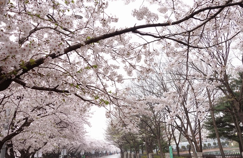 여의도 윤중로 벚꽃 개화시기 &#44;관광 꿀팁&#44; 길안내