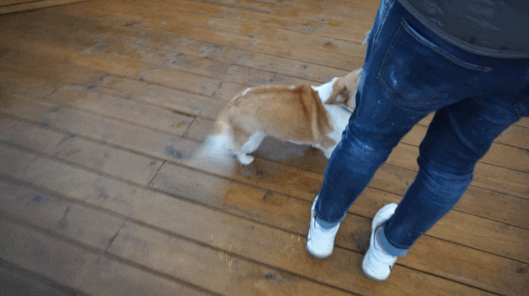 전주 애견카페전주 중화산동 카페 25