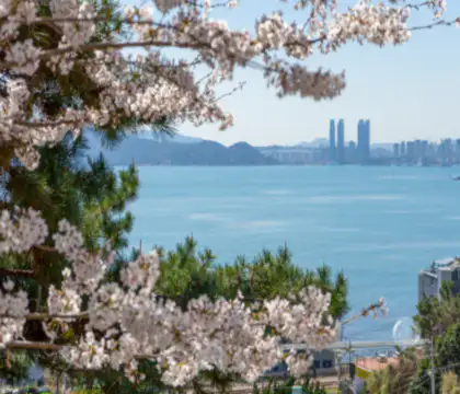 바다여행지추천-바닷가벚꽃