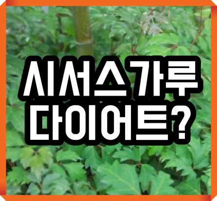  시서스가루 효능, 부작용 / 식약처 인증 제품은?