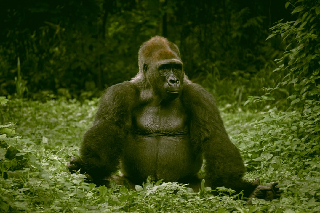 Gorilla