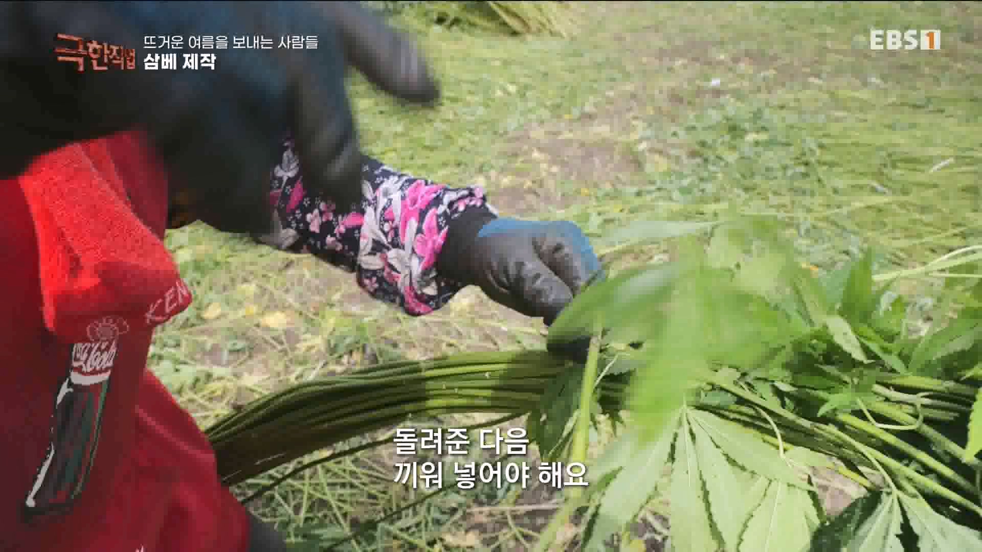 [극한 직업] 삼베 제작과 농어잡이 230812p.mp4_20230814_204002.124.jpg