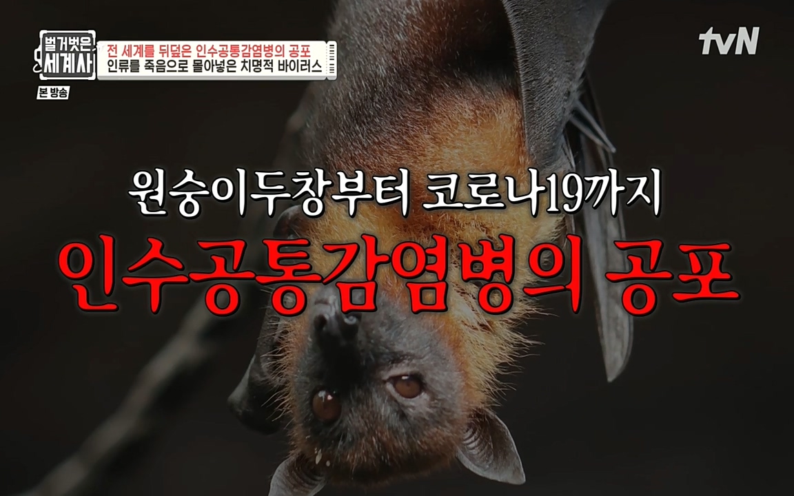 벌거벗은 세계사.E59.220810p-NEXT.mp4_20220810_204104.244.jpg