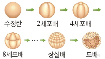 난할 과정