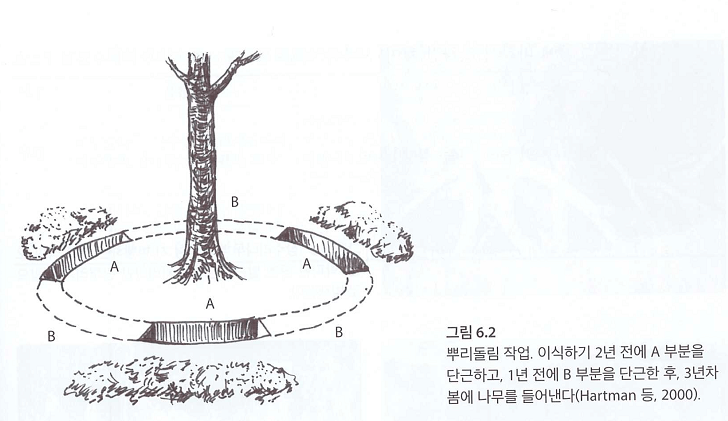 뿌리돌림