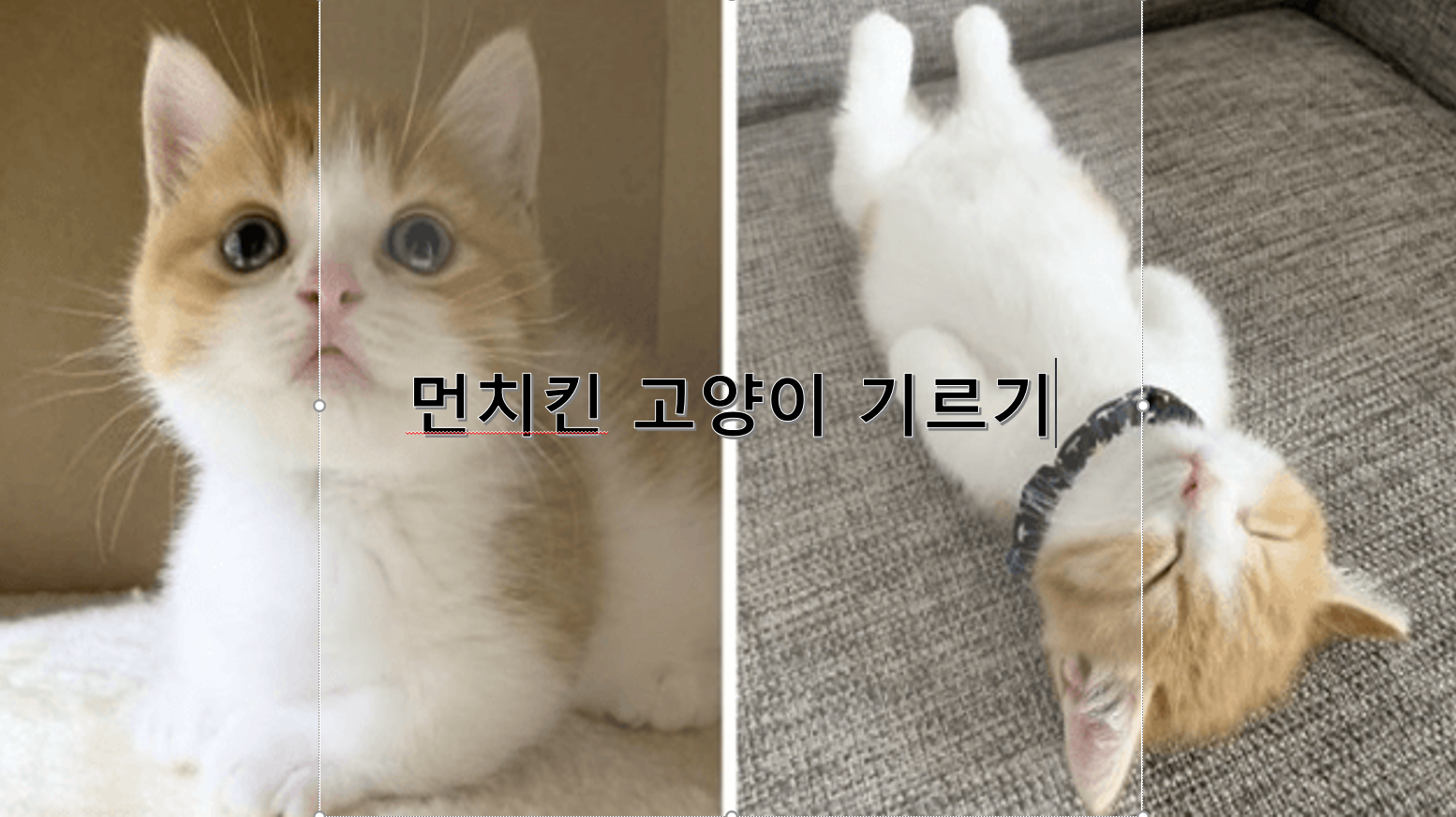 먼치킨 고양이 기르기