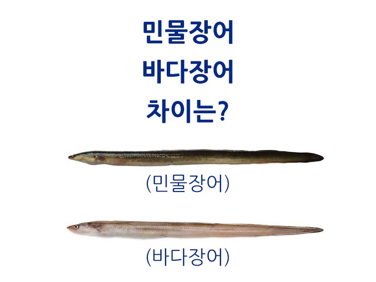 민물장어-뱀장어-바다장어-아나고-붕장어