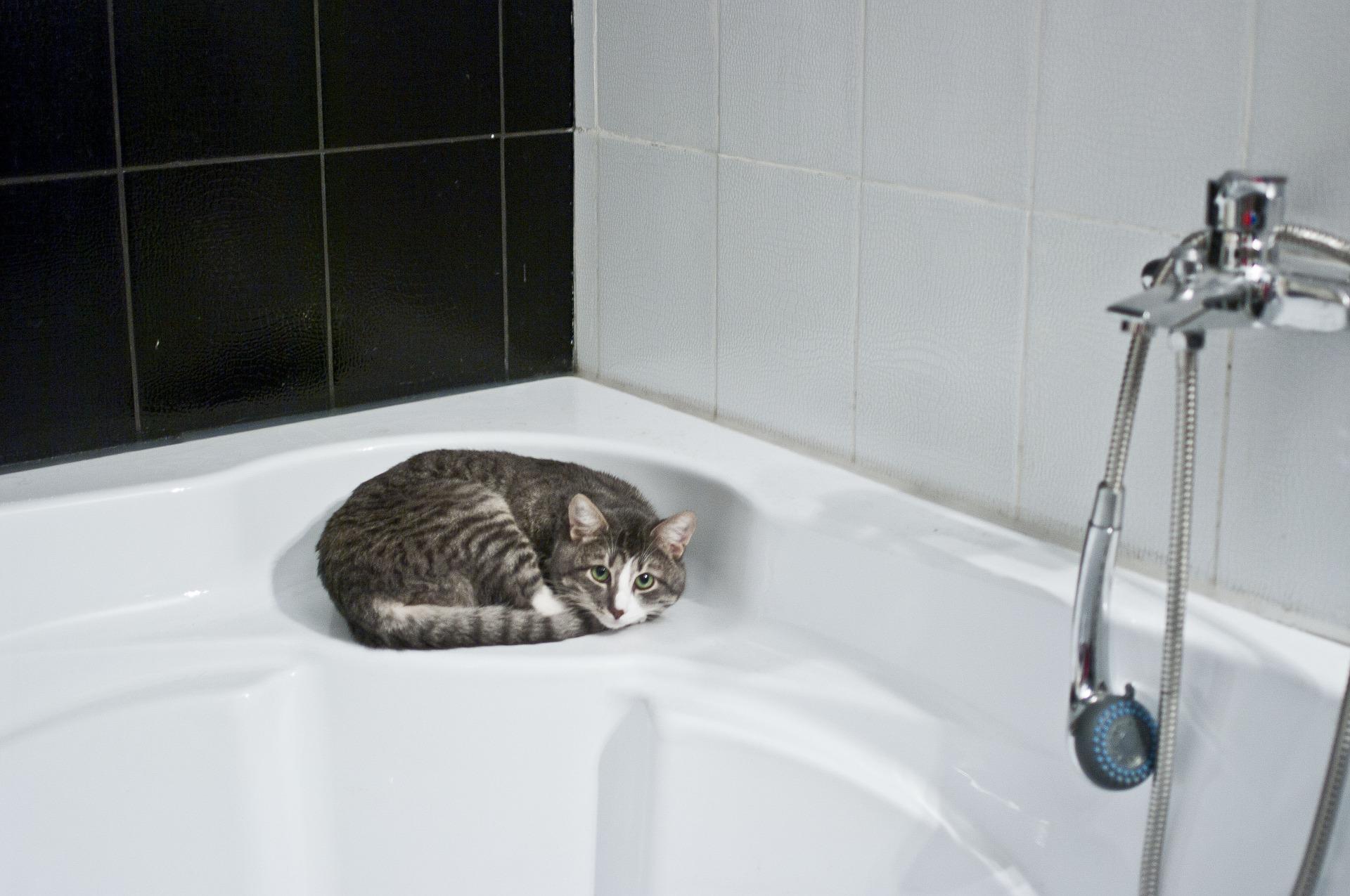 샤워부스에 있는 고양이입니다