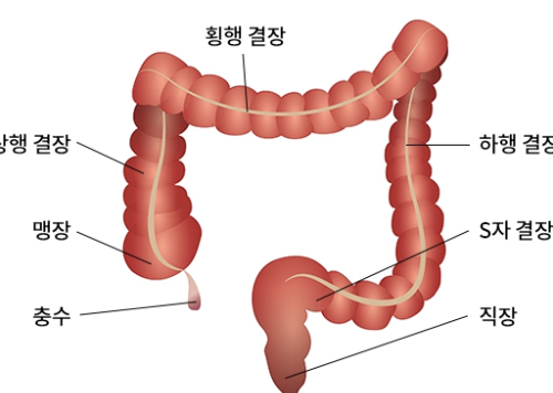 대장 이미지