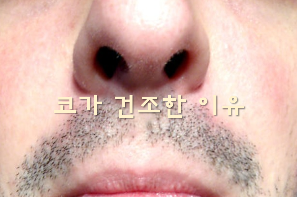  코가 건조할 때 좋은 방법과 건조한 이유