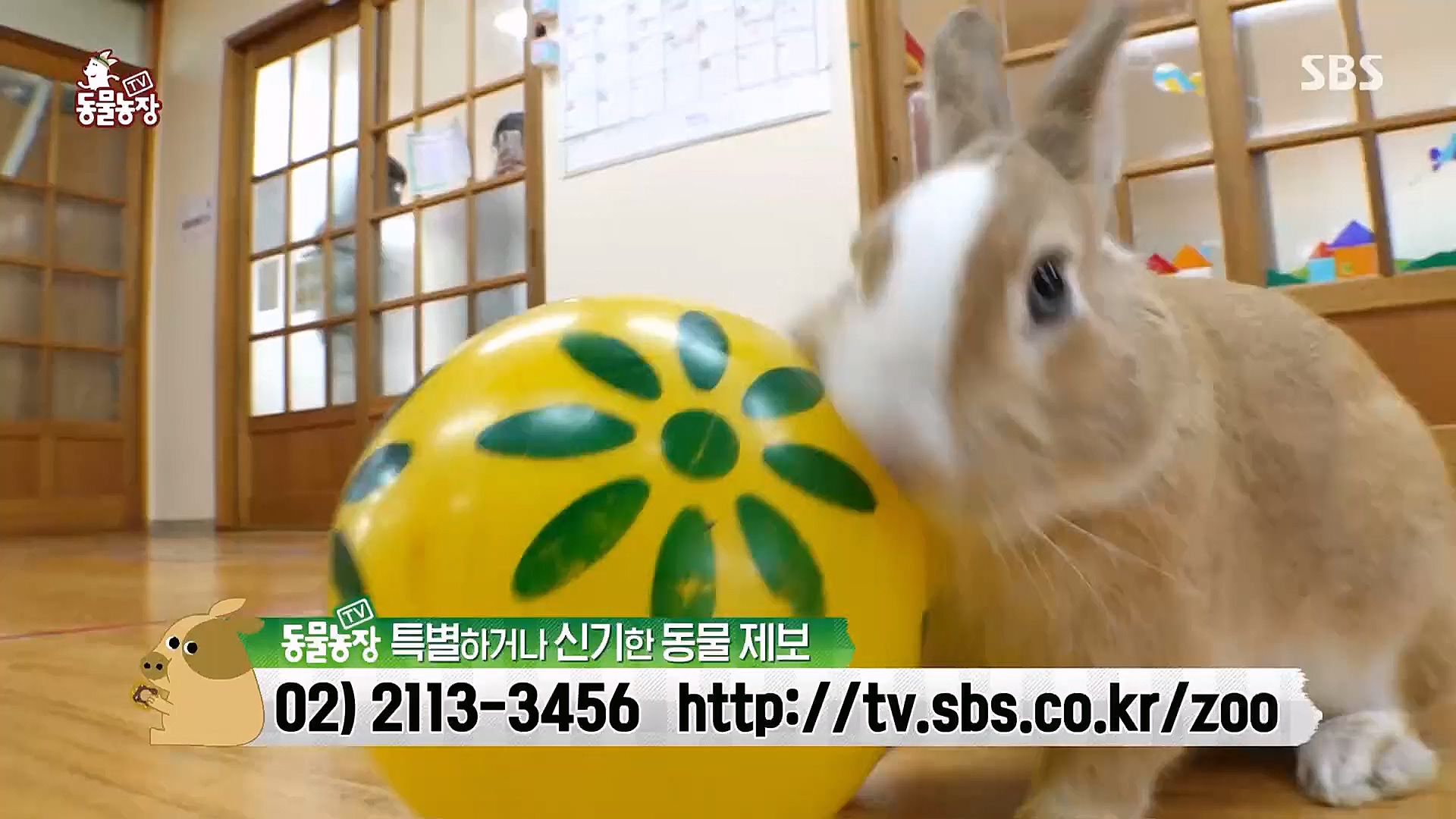 TV 동물농장.E1113.230326p.H264-F1RST.mp4_20230326_172511.790.jpg