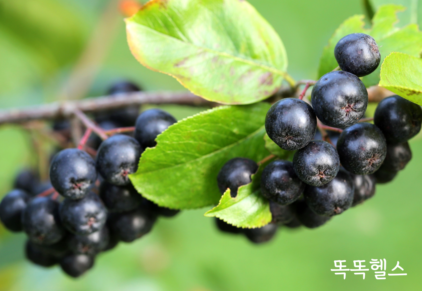아로니아 이미지