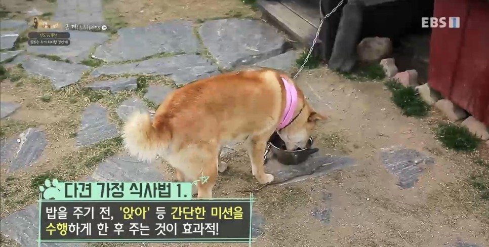 풍산개의치열한 혈투와 전쟁 - EBS 세상에 나쁜 개는 29