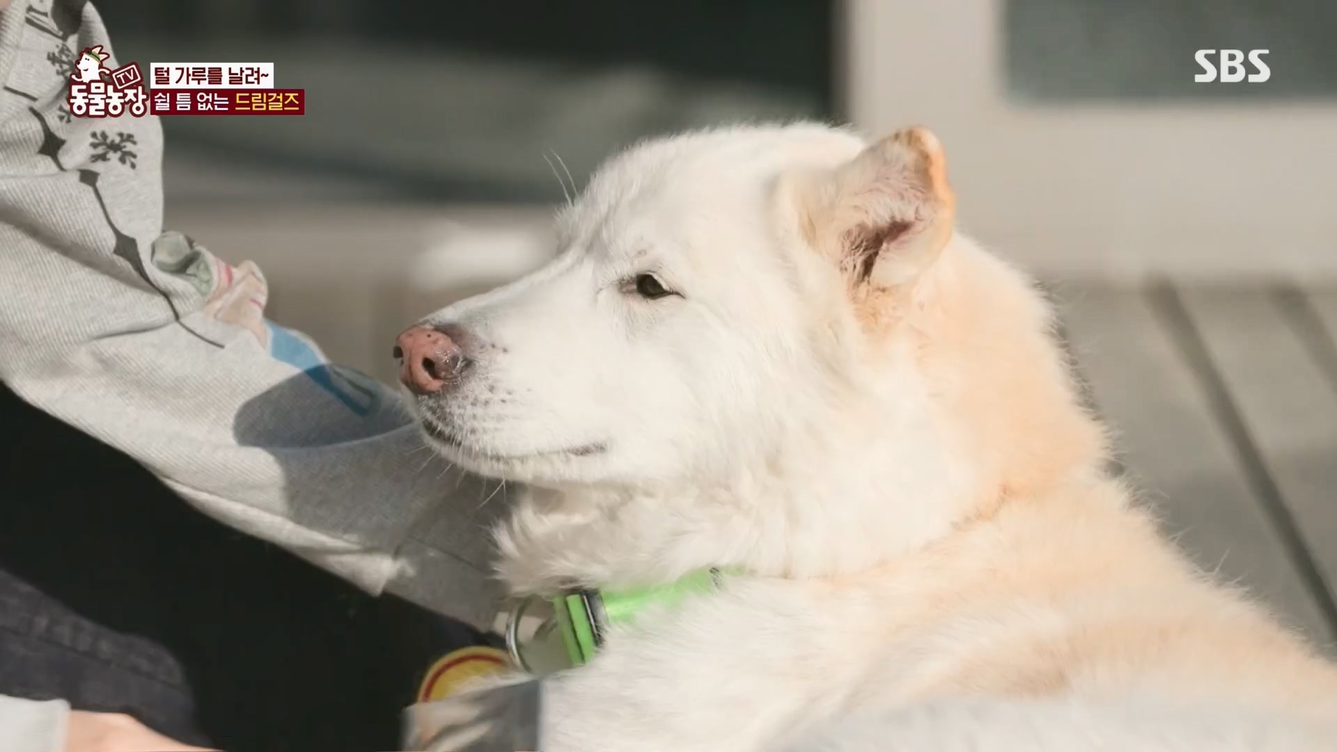 TV 동물농장.E1148.231203p.H264-F1RST.mp4_20231203_165837.775.jpg