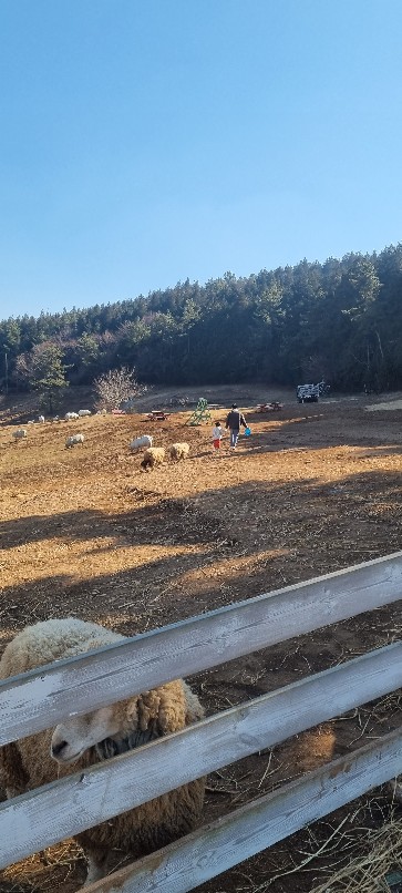 남해여행 양떼목장
