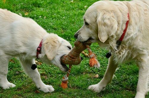 베이지색 털을 가진 개 두마리가 뼈다귀 모양의 장난감을 같이 물고 놀고 있는 모습
