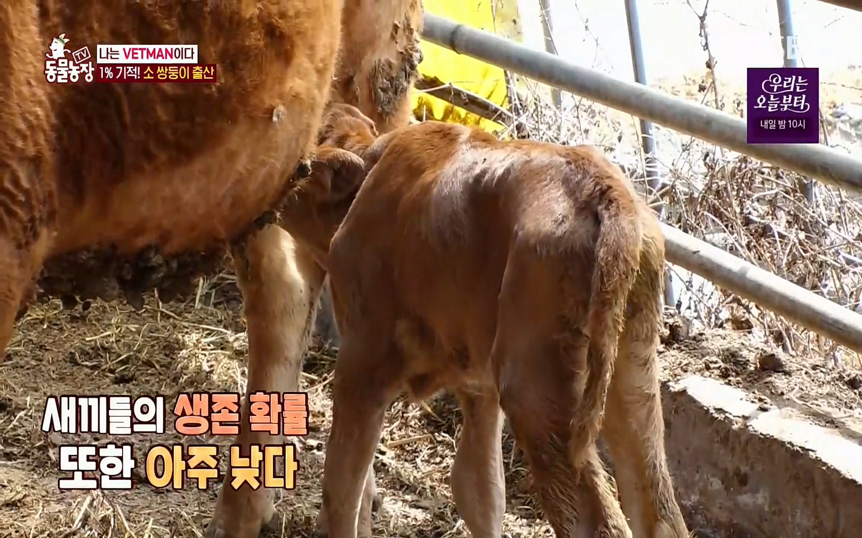 TV 동물농장.E1069.220515p.H264-F1RST.mp4_20220515_180127.324.jpg