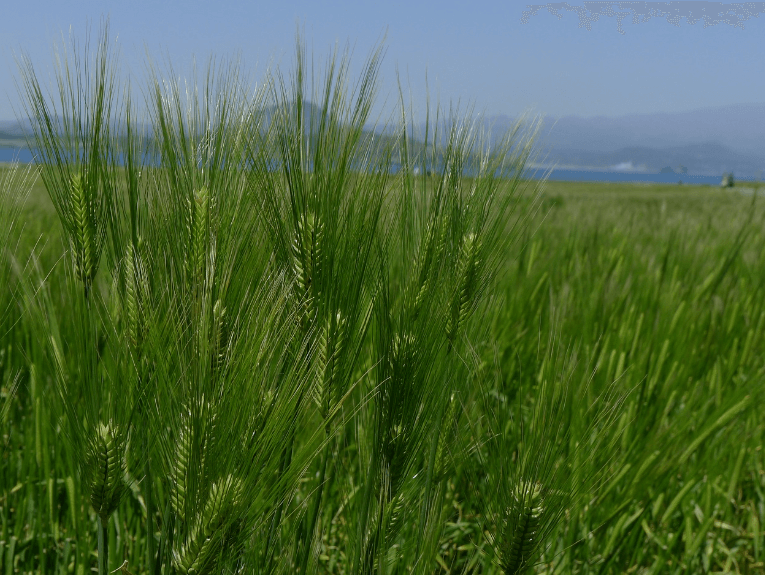 고창청보리밭