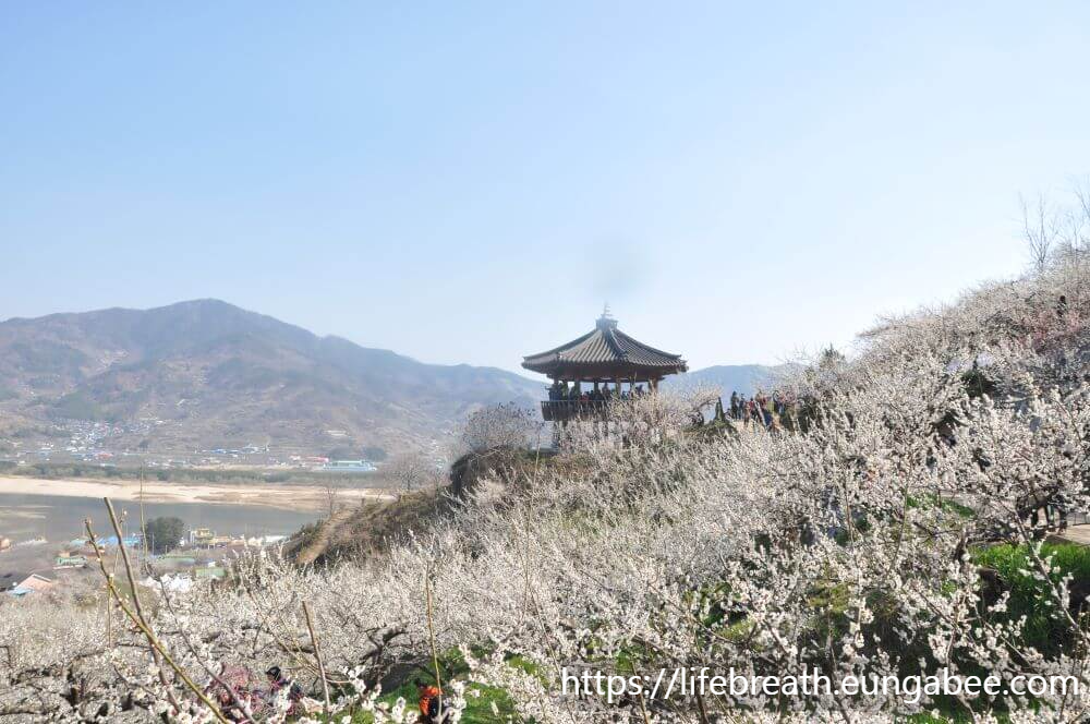홍쌍리 매실가