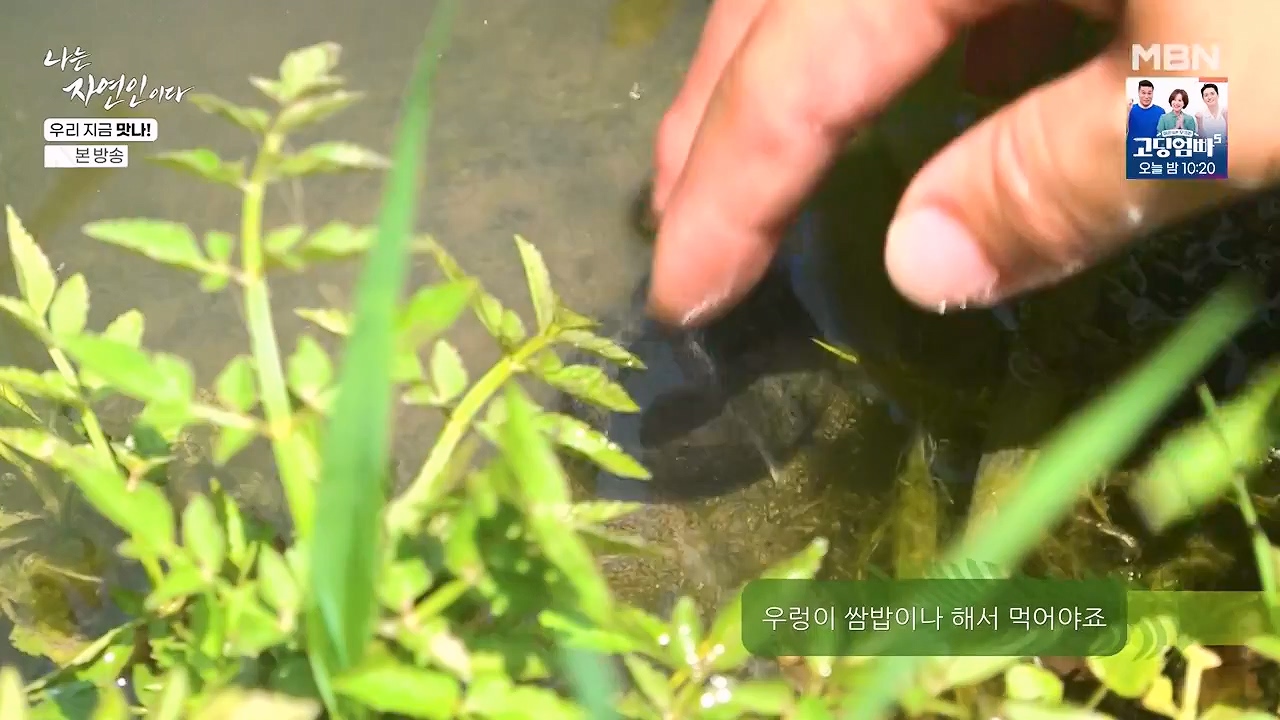 나는 자연인이다.E609.240613p-NEXT.mp4_20240613_195114.666.jpg