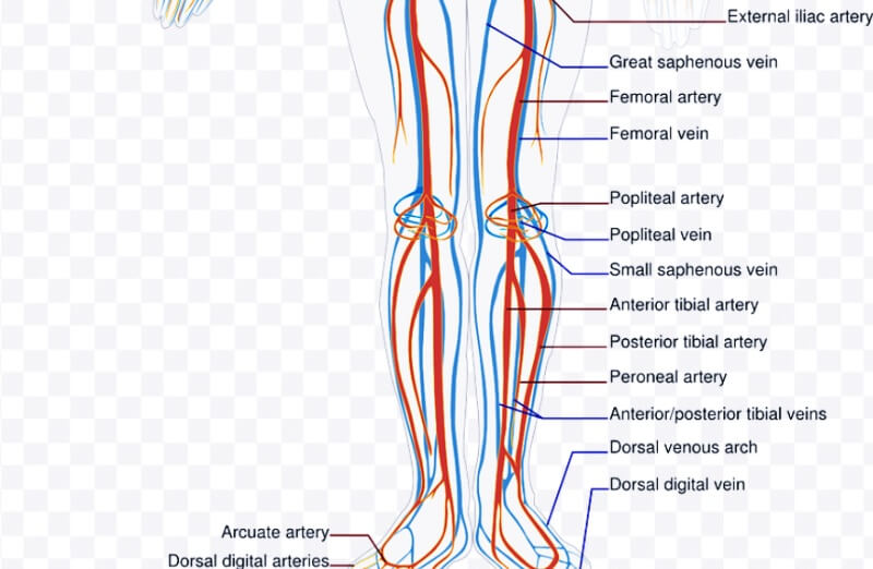 하체에-뻗어있는-혈관