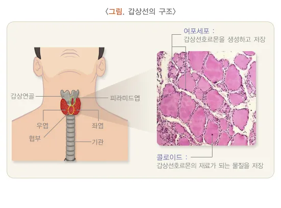 갑상샘 저하증 갑상선 기능저하증 증상 수치 치료_7
