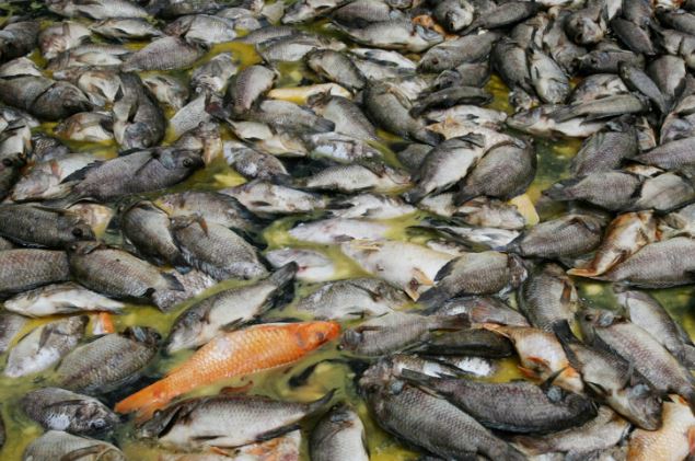 오염된 생선들이 죽어 있는 사진
