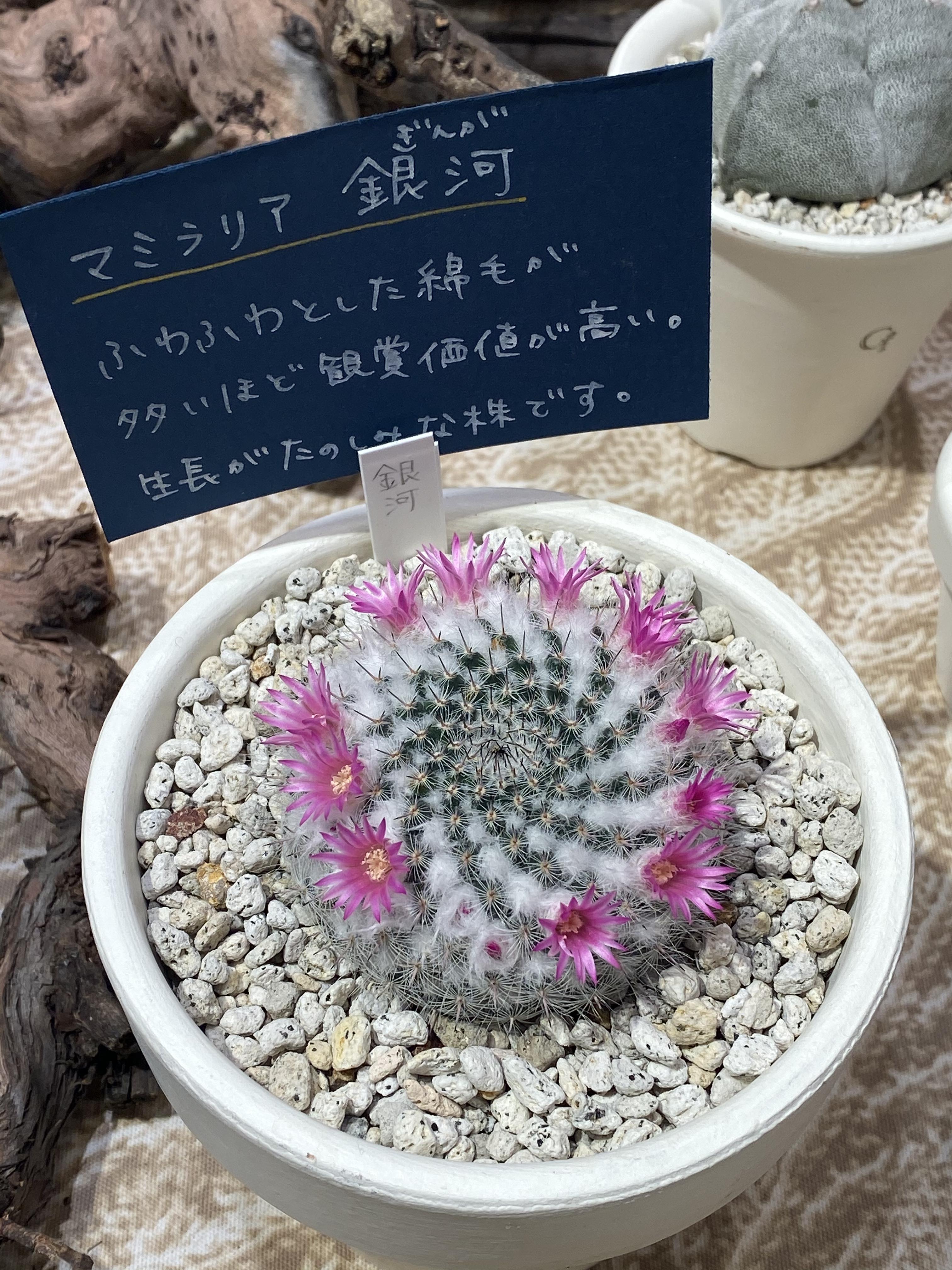  선인장이 너무 이뻐요