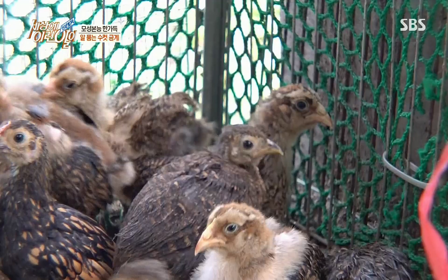 순간포착 세상에 이런일이.E1191.220802p.H264-F1RST.mp4_20220803_202131.933.jpg