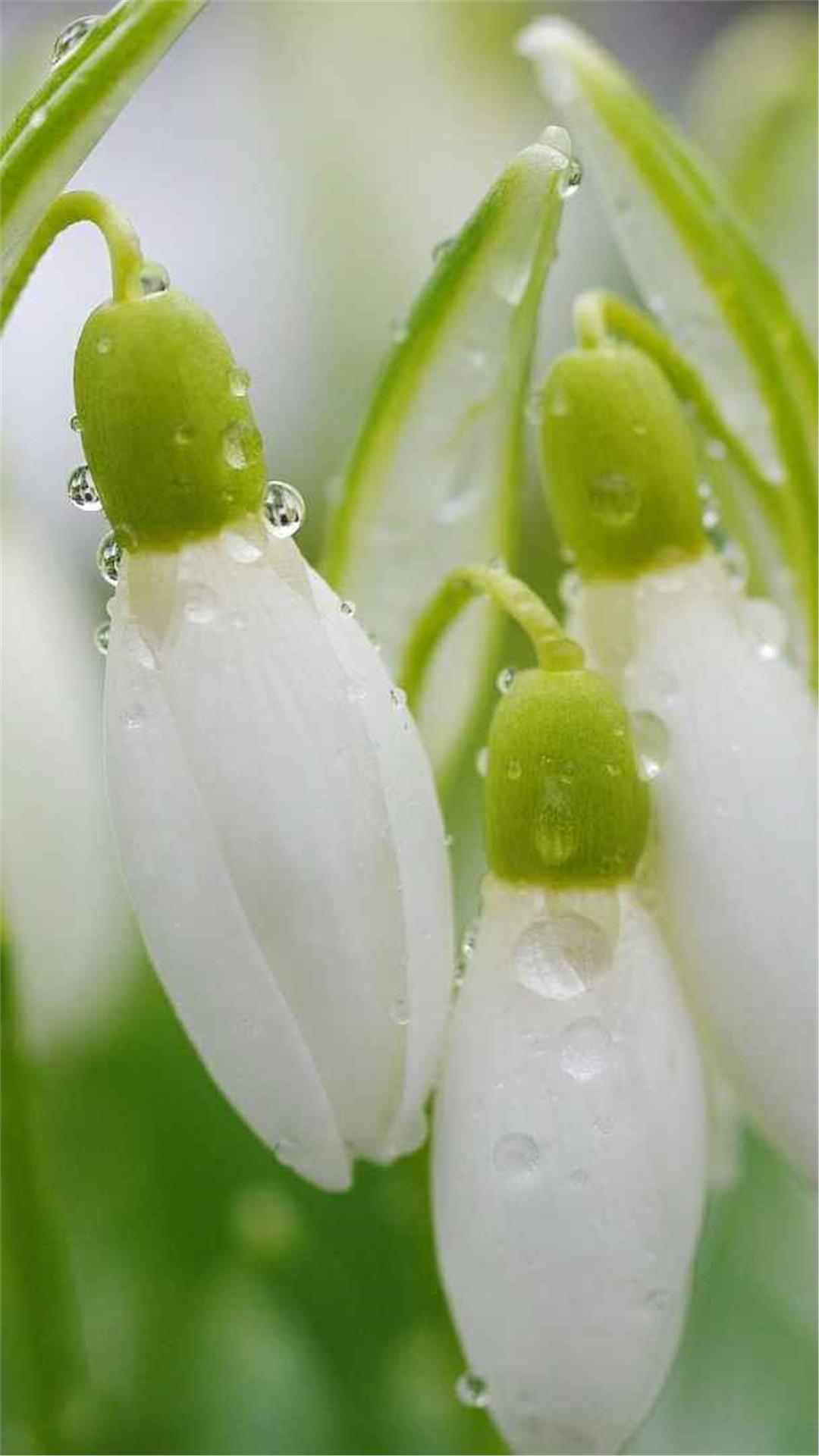 Snowdrop Flower iPhone Wallpaper