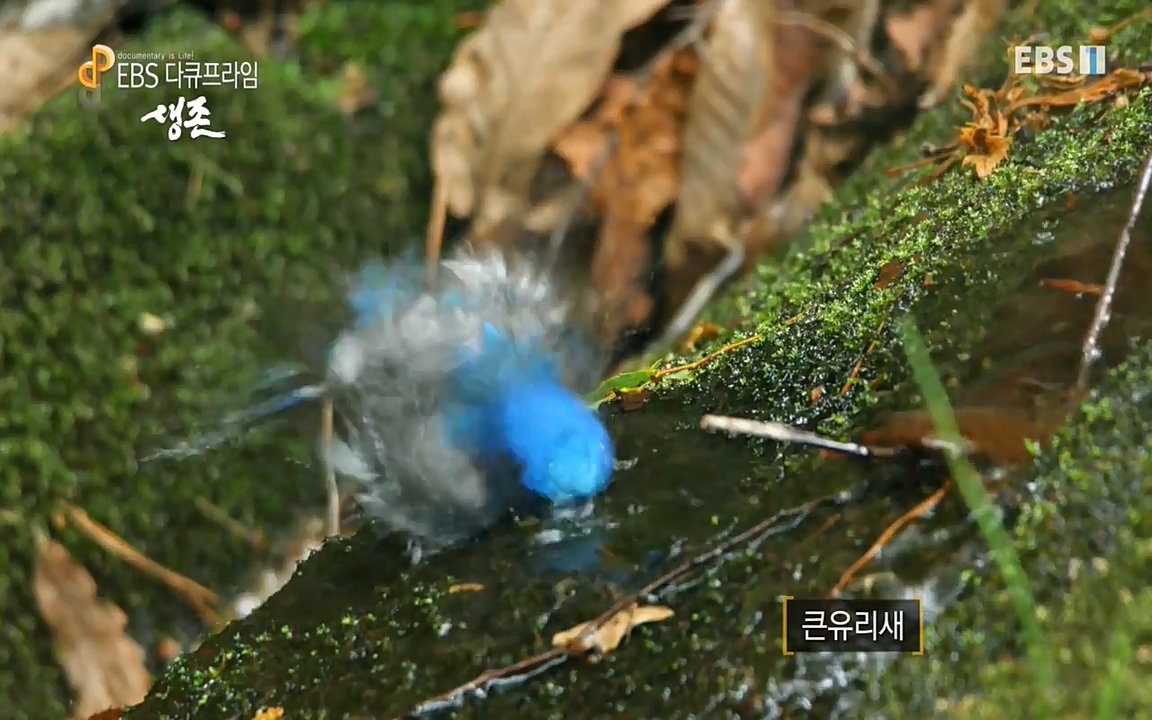 생존 3부_ EBS 다큐프라임_ 220629.avi_20220701_210045.166.jpg