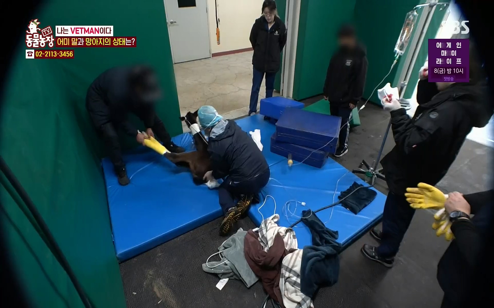 TV 동물농장.E1062.220327p.H264-F1RST.mp4_20220327_174454.812.jpg