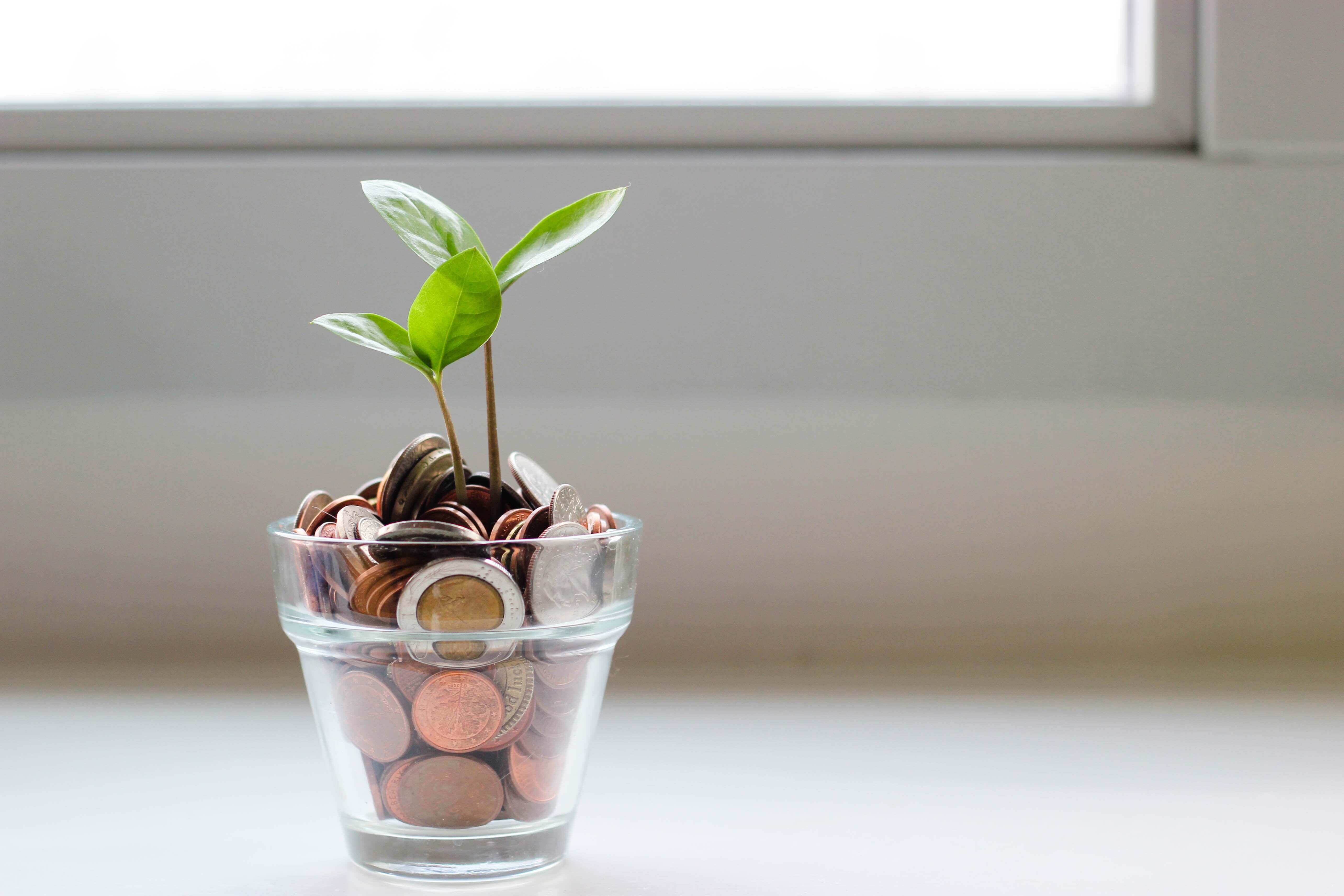a clear cup with green plant planted in coins