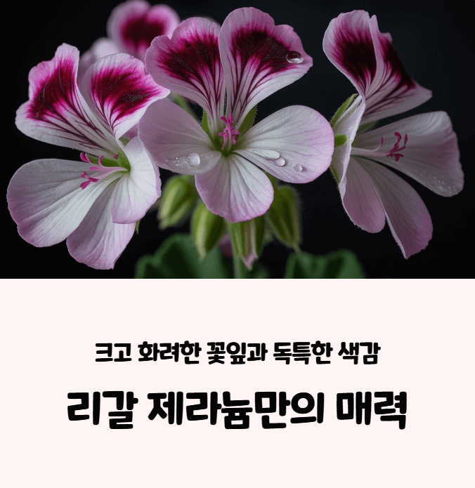 리갈 제라늄 키우기