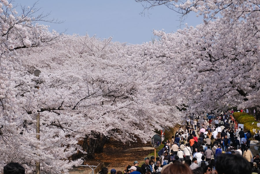 SK인천석유화학 벚꽃동산