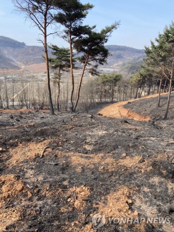 홍성 대전 산불